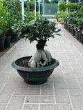 Ficus Table Bonsai iPlants