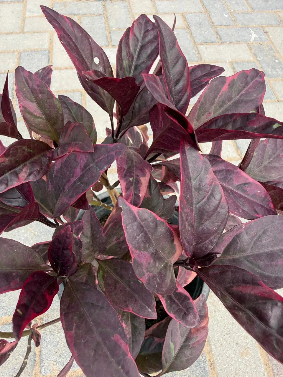 Eranthemum red iPlants
