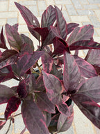 Eranthemum red iPlants