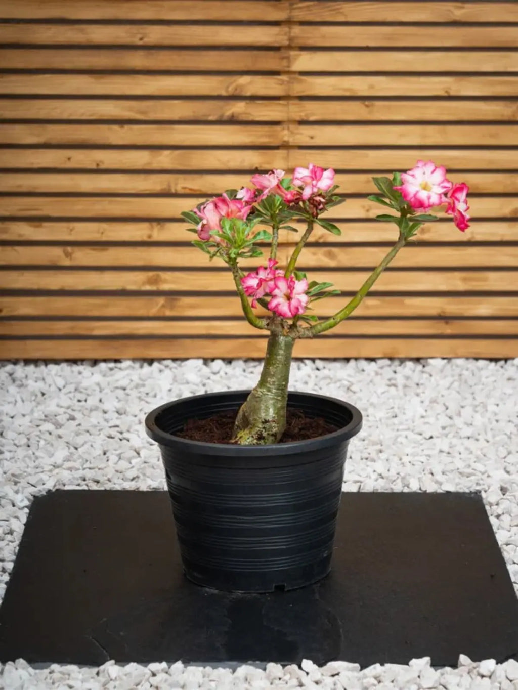 Desert Rose - Adenium Obesum Outdoor Flowering Plant iPlants