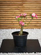 Desert Rose - Adenium Obesum Outdoor Flowering Plant iPlants