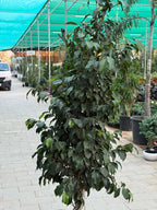 Ficus Benjamina - Weeping Fig iPlants