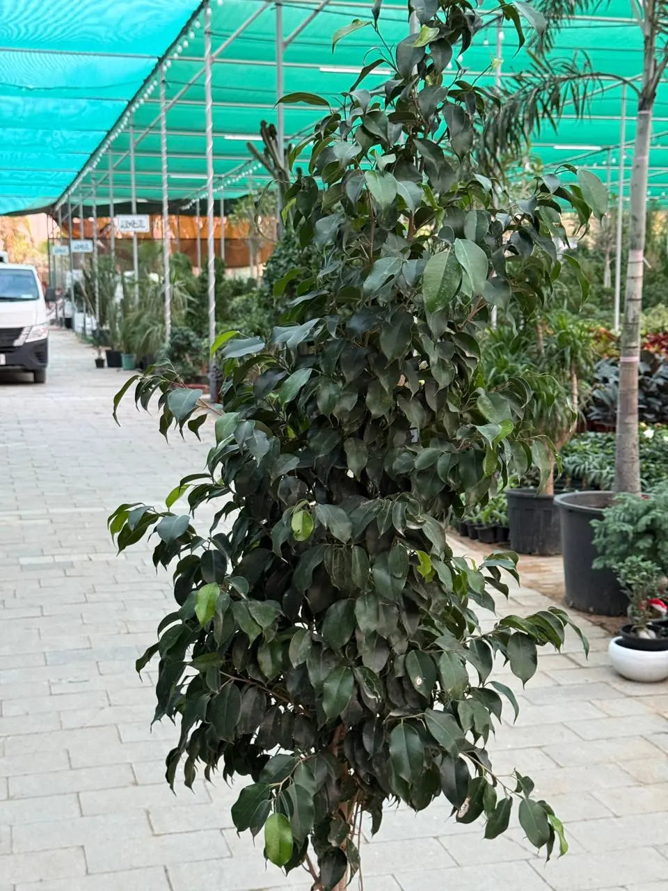 Ficus Benjamina - Weeping Fig iPlants