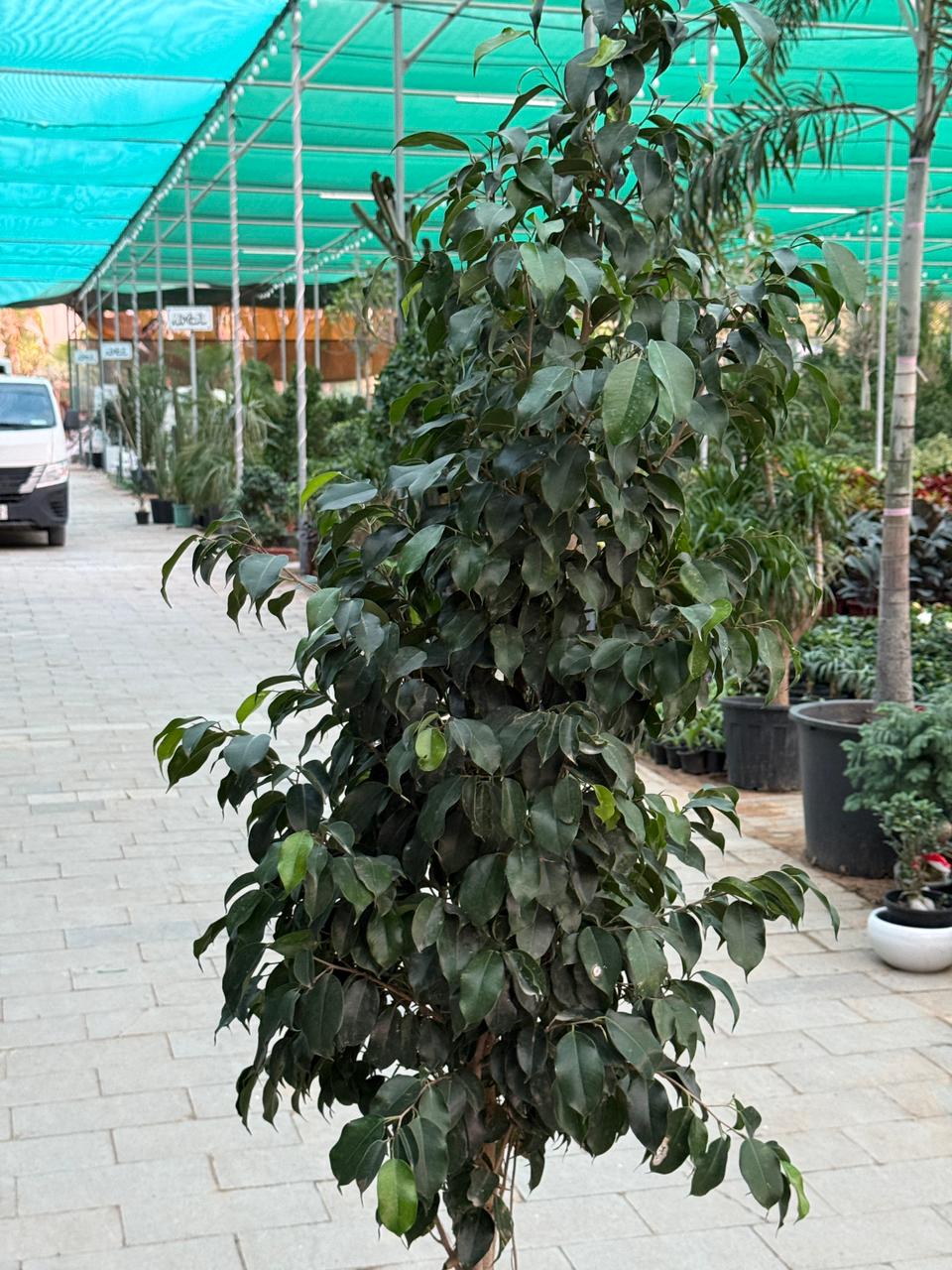 Ficus Benjamina - Weeping Fig