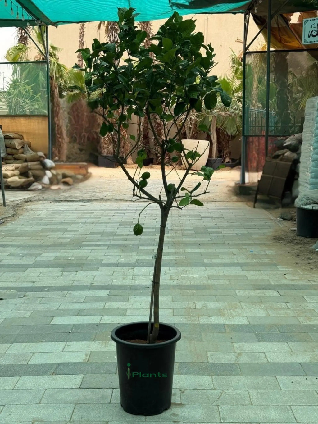 Spanish Lemon Tree (Citrus lemon) iPlants