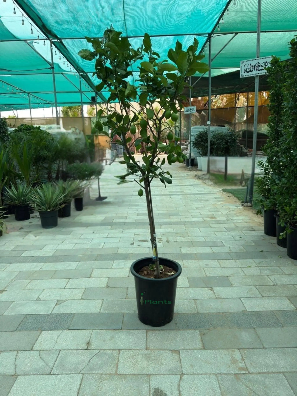 Spanish Lemon Tree (Citrus lemon) iPlants