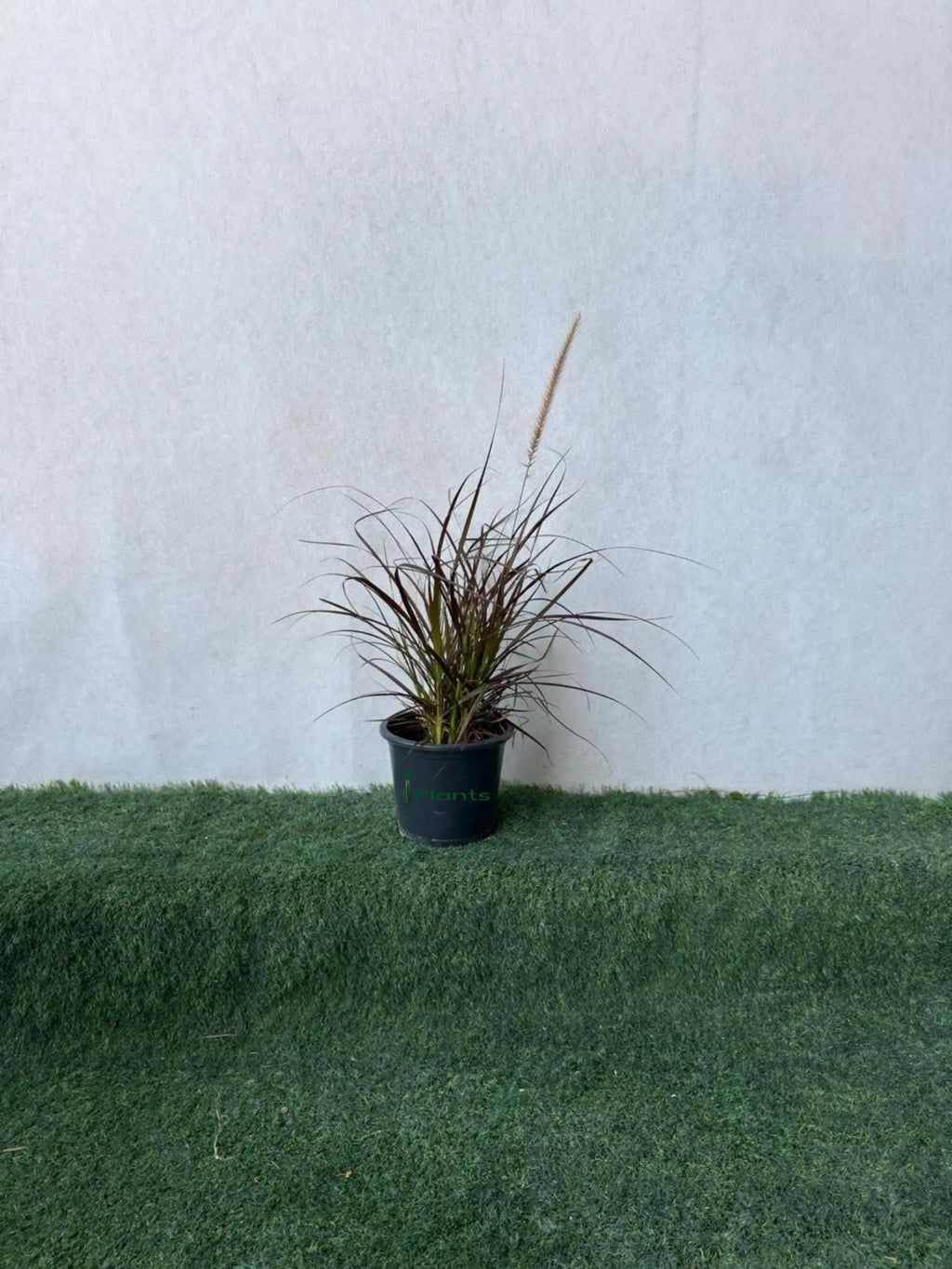 Red Fountain Grass (Pennisetum Red) iPlants