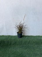 Red Fountain Grass (Pennisetum Red) iPlants