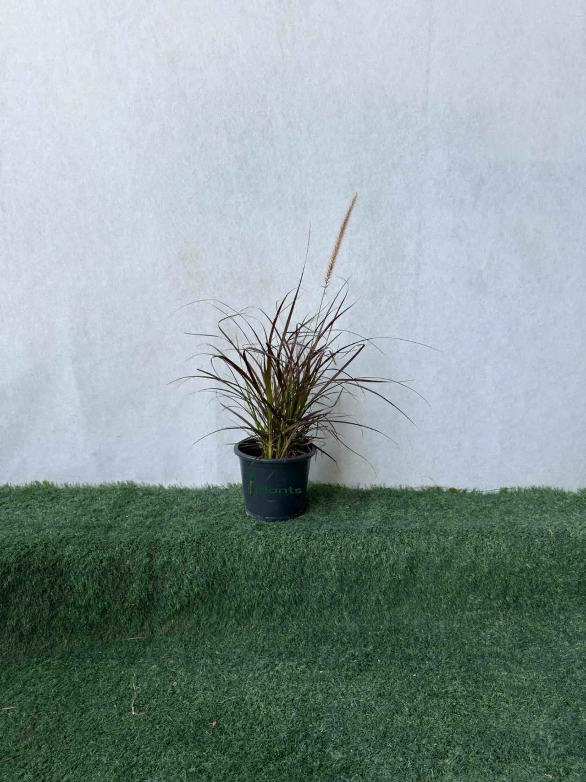 Red Fountain Grass (Pennisetum Red) iPlants