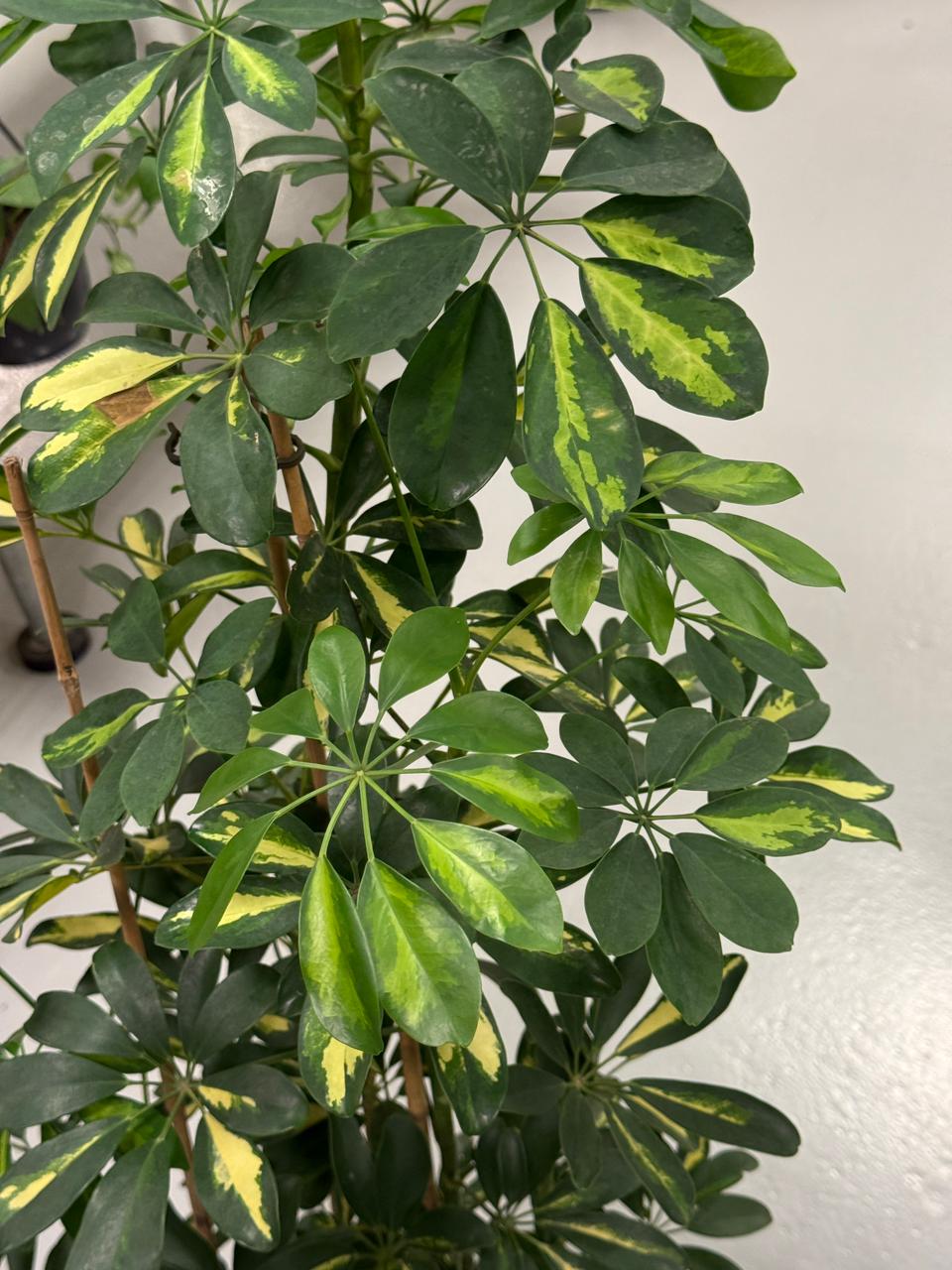 Schefflera Variegated