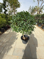 Ficus Nitida Single Head iPlants