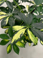 Schefflera Variegated iPlants