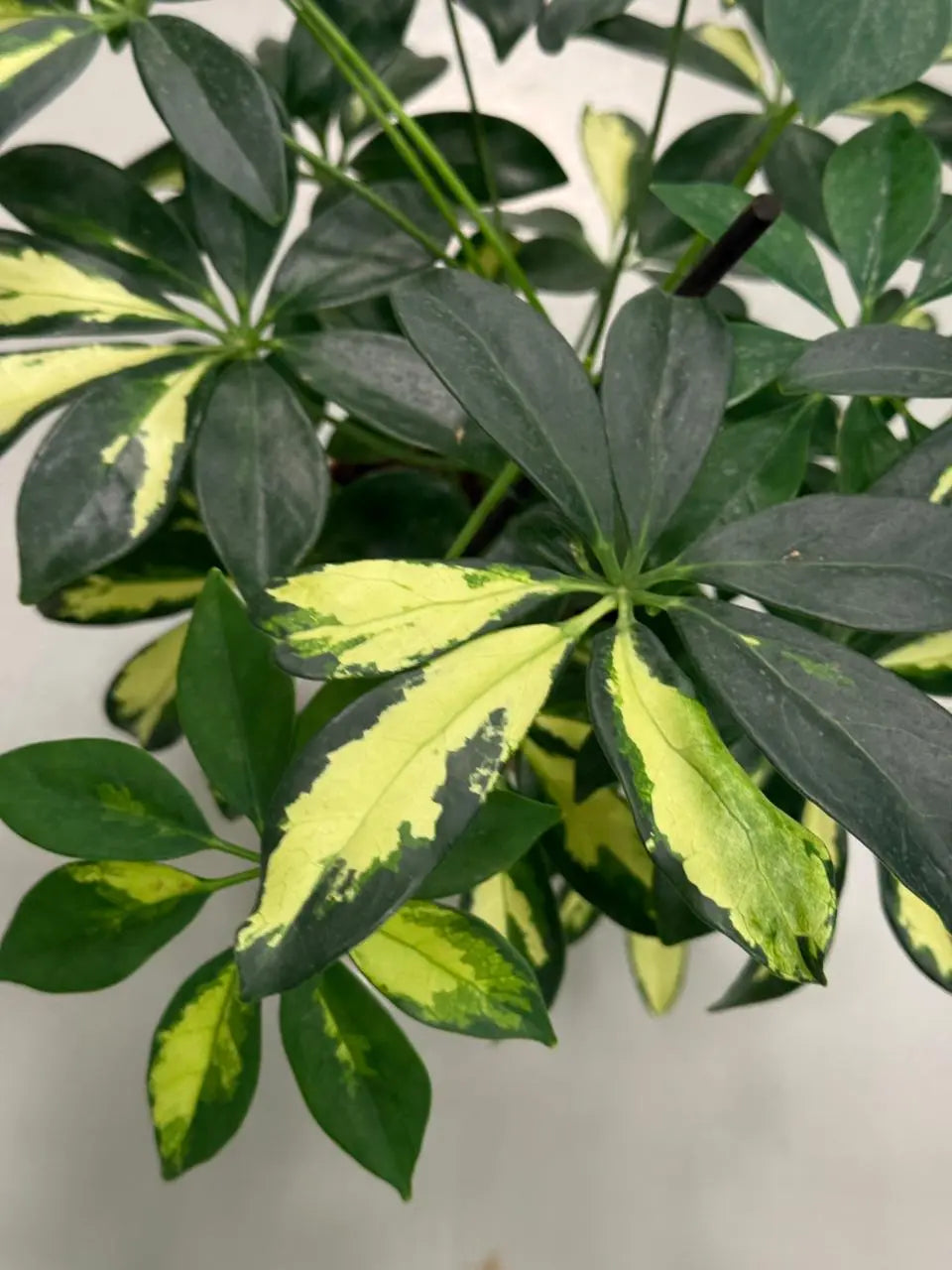 Schefflera Variegated iPlants