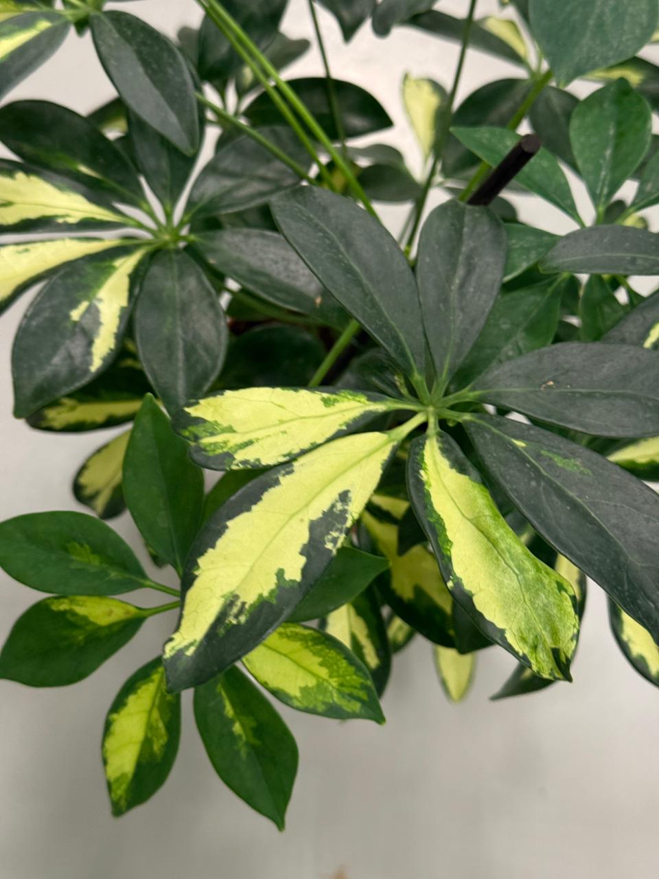 Schefflera Variegated