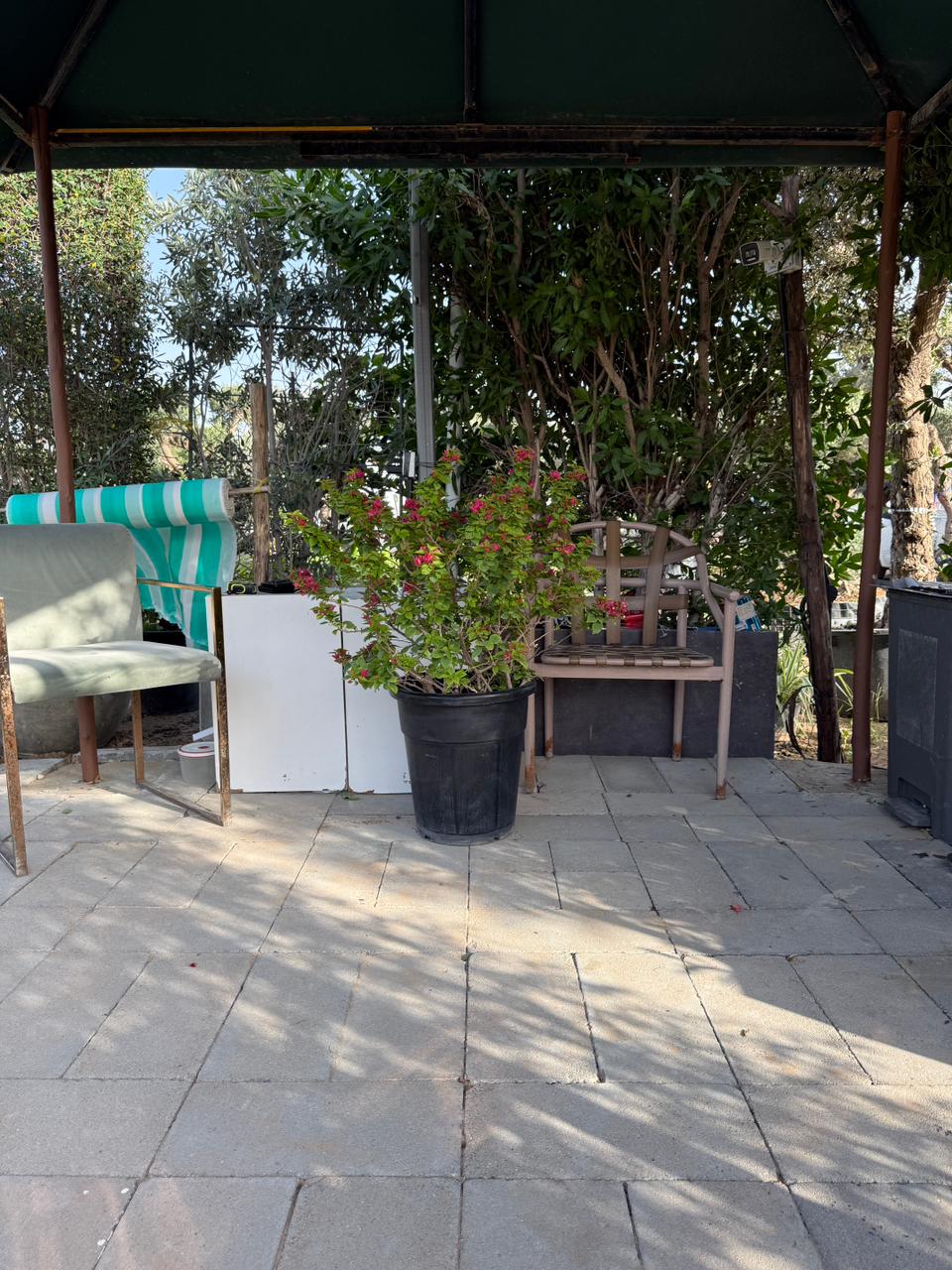 Bougainvillea Pink Pixie