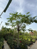 Delonix regia iPlants