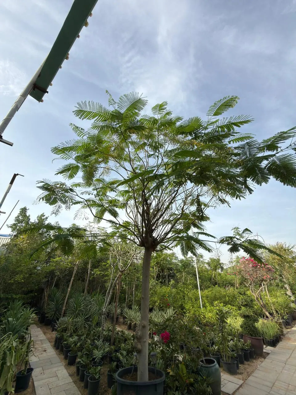 Delonix regia iPlants