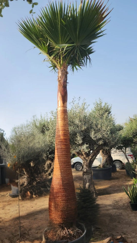 Washingtonia Palm (with Clear Trunk) iPlants