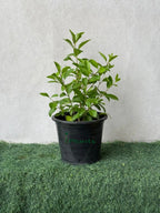 Dumdum iPlants