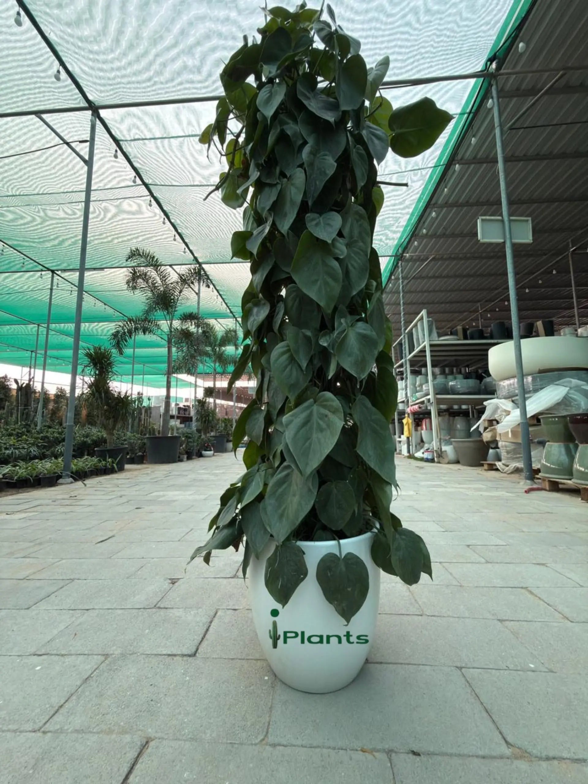 Philodendron Plant iPlants