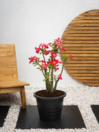 Desert Rose - Adenium Obesum Outdoor Flowering Plant iPlants