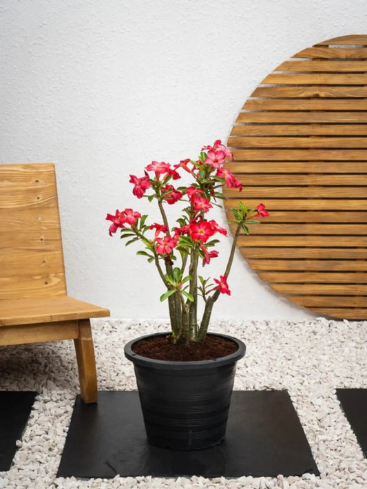 Desert Rose - Adenium Obesum Outdoor Flowering Plant iPlants