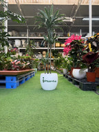 Dracaena Warneckii iPlants