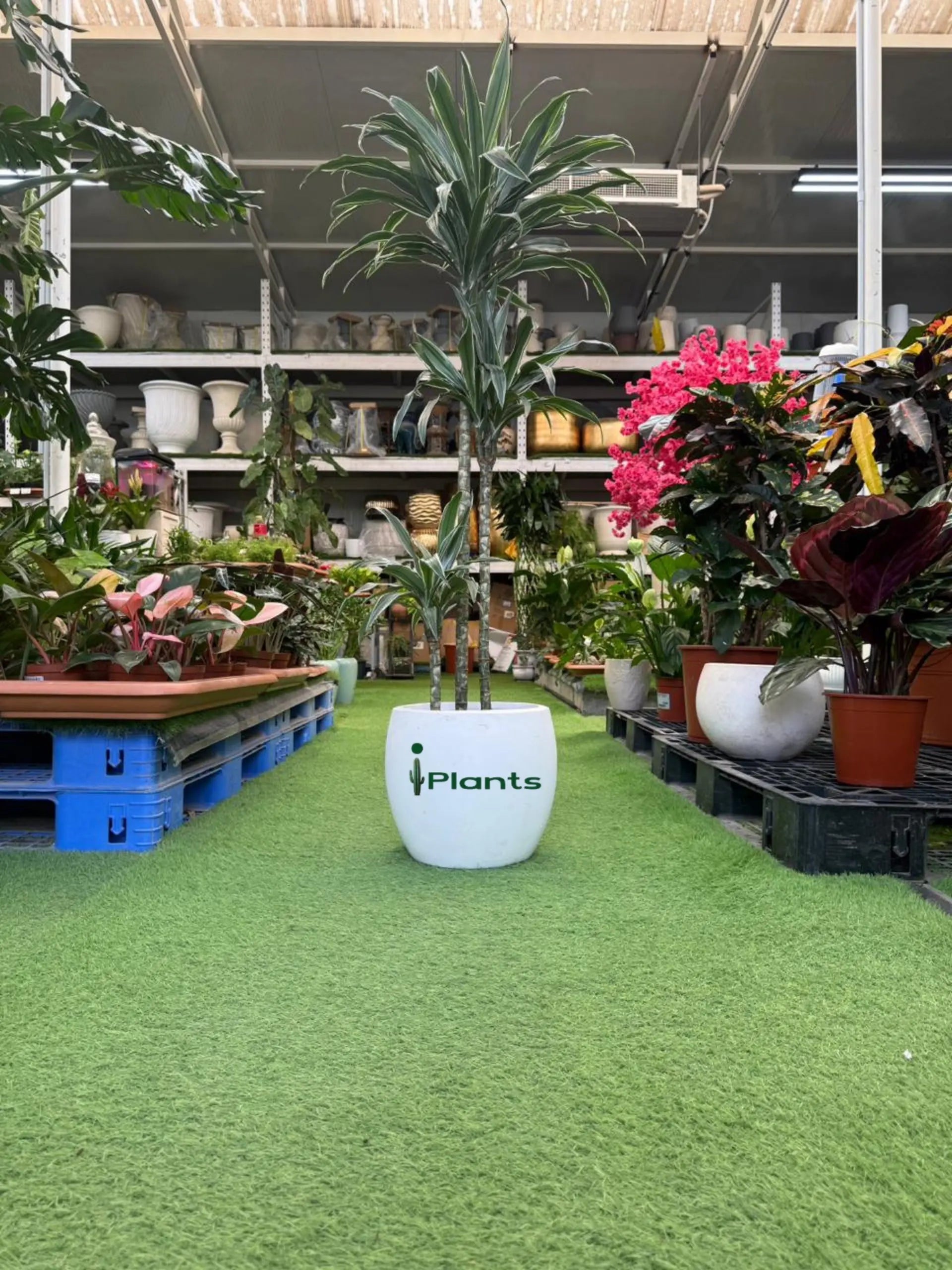 Dracaena Warneckii iPlants