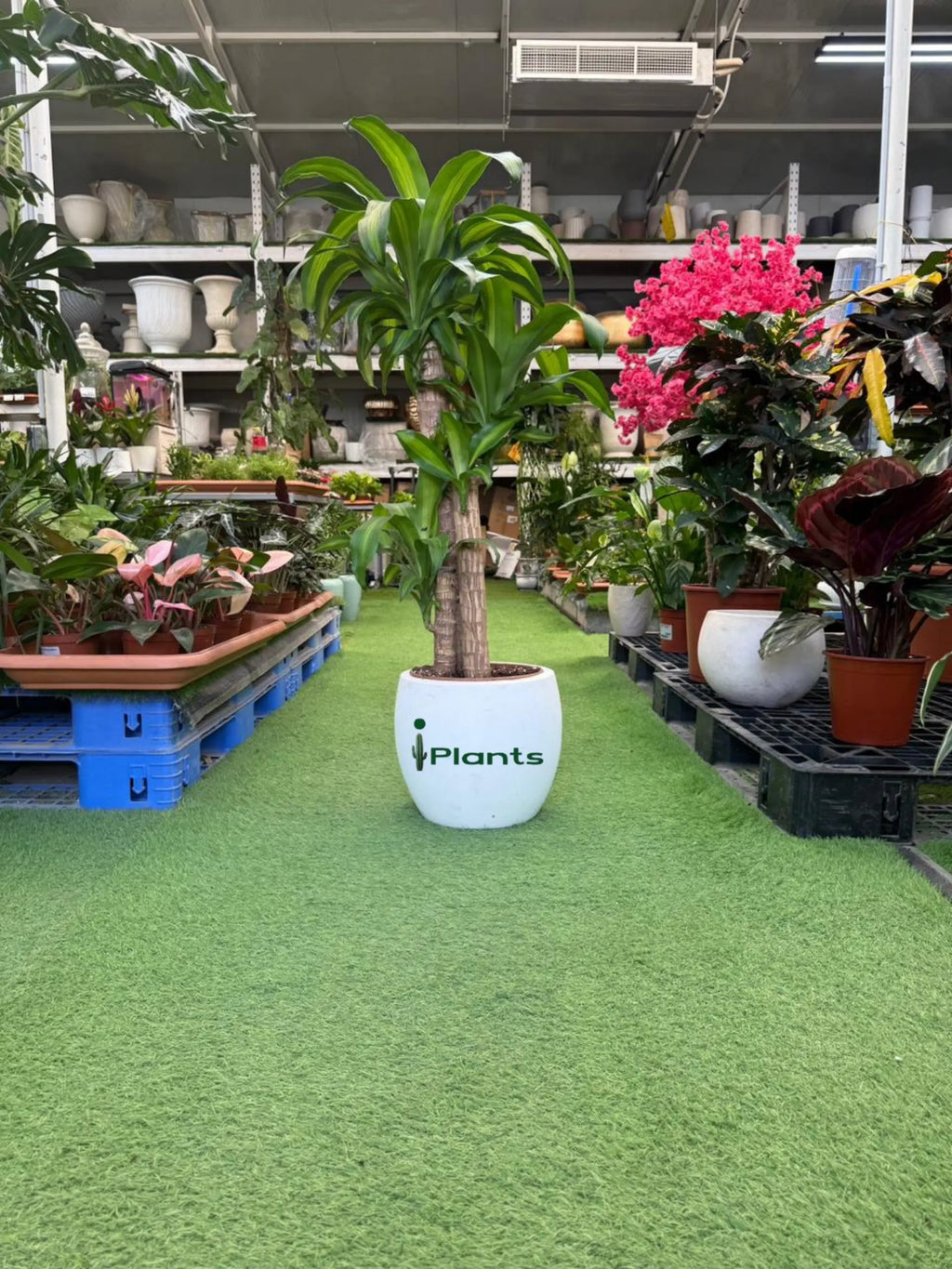 Dracaena Massangeana iPlants