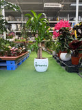 Dracaena Massangeana iPlants