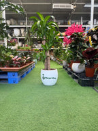 Dracaena Massangeana iPlants