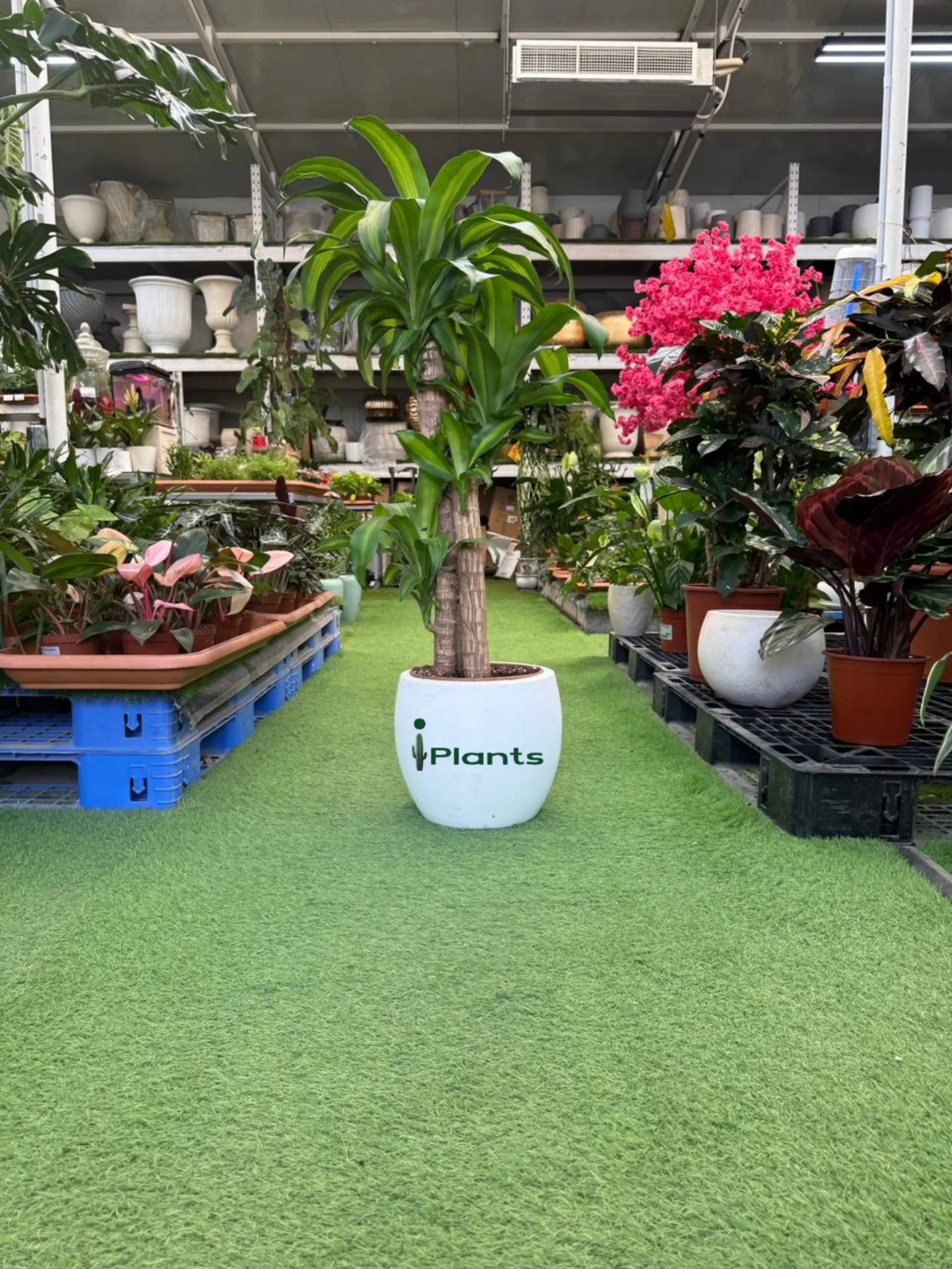 Dracaena Massangeana iPlants