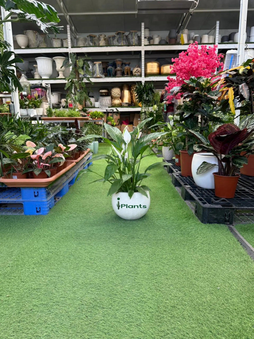 Peace Lilly Green Heaven Plants