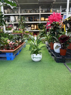 Peace Lilly Green Heaven Plants