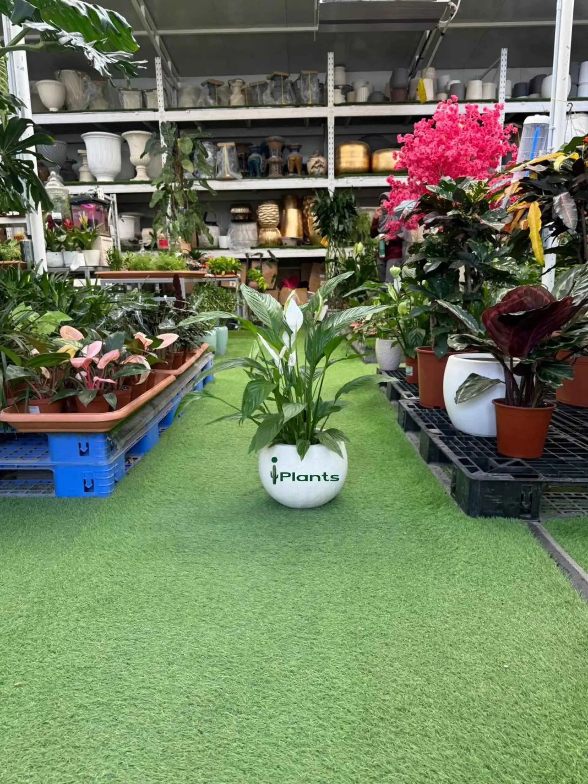 Peace Lilly Plant UAE