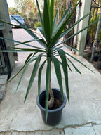 Yucca elephantipes (Spineless Yucca) iPlants