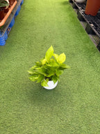 Golden Pothos iPlants