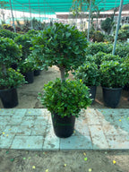 Ficus panda 2 head iPlants