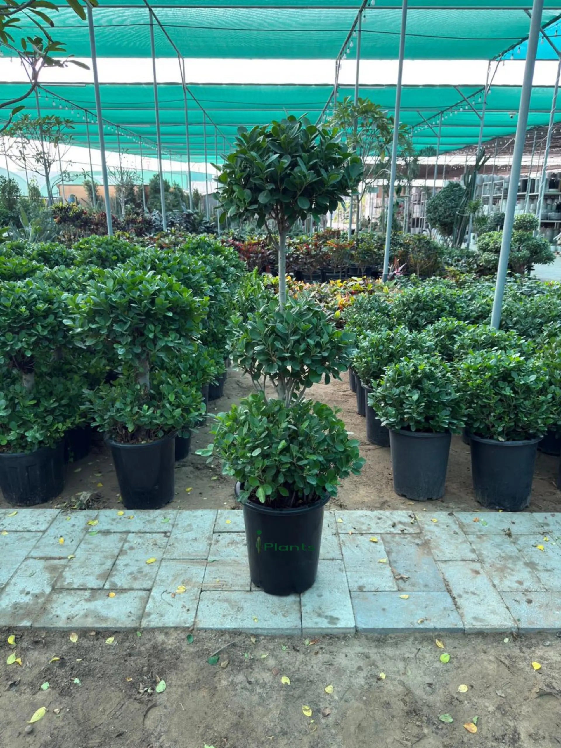 Ficus panda 3 head iPlants