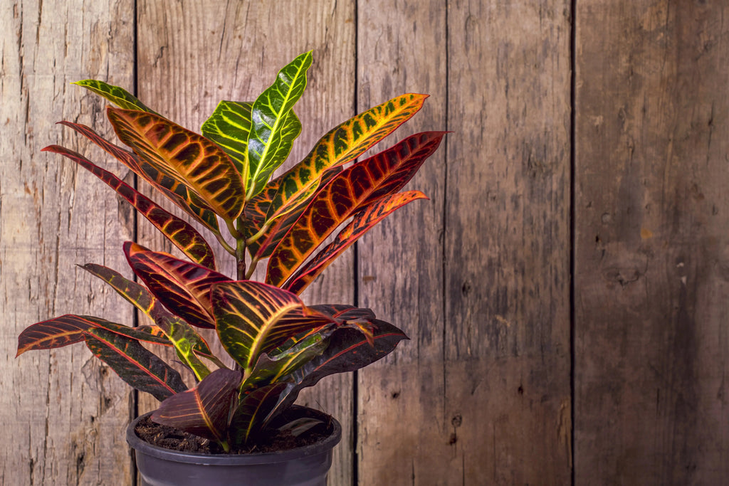 Croton (Outdoor) iPlants