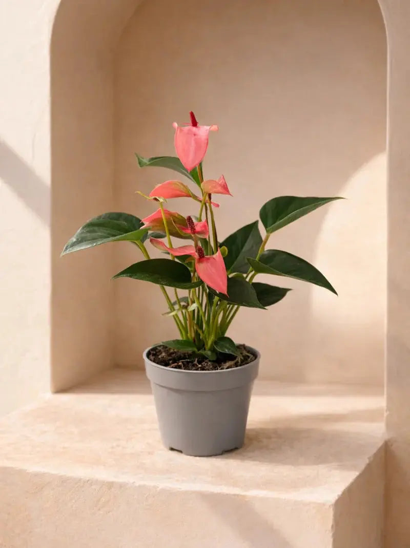 Anthurium Red iPlants