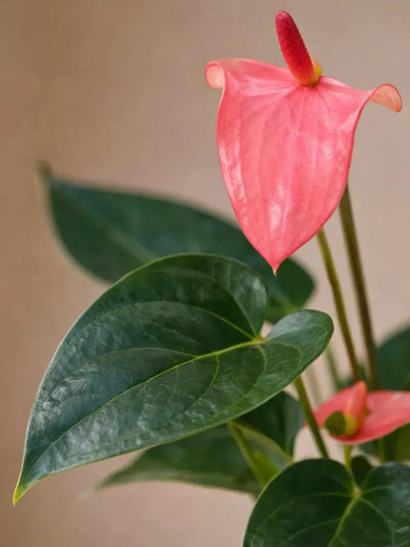 Anthurium Red iPlants