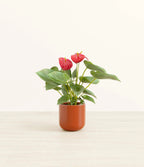 Anthurium Red iPlants
