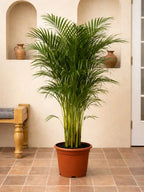 Areca Palm iPlants