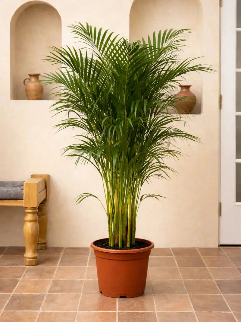 Areca Palm iPlants