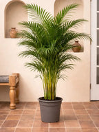 Areca Palm iPlants