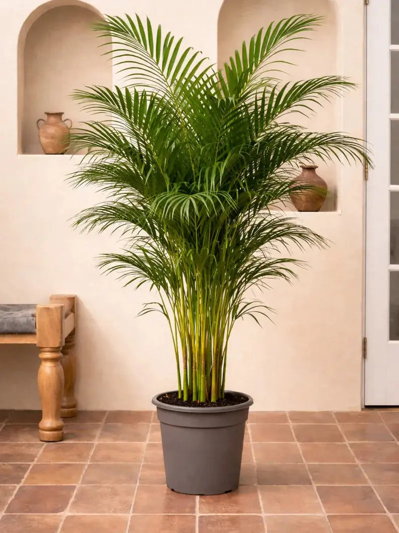 Areca Palm iPlants