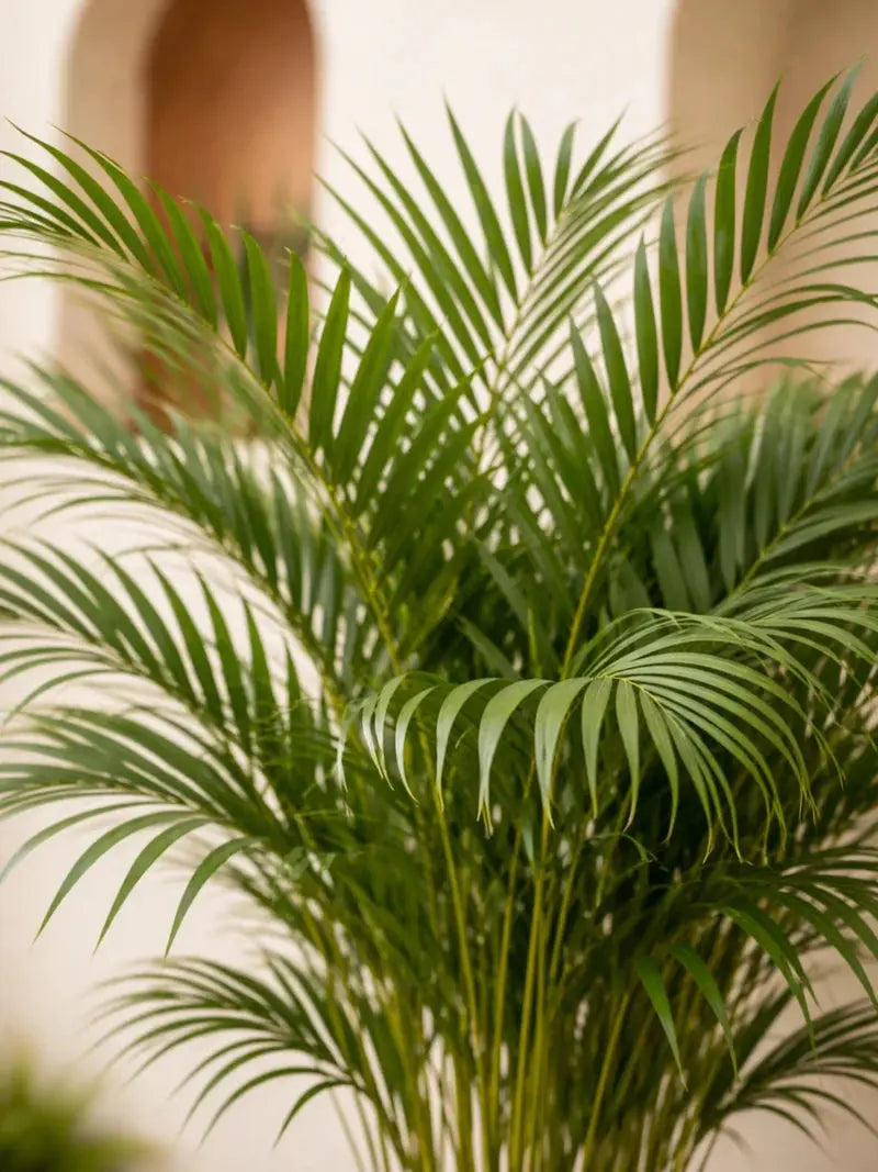 Areca Palm iPlants
