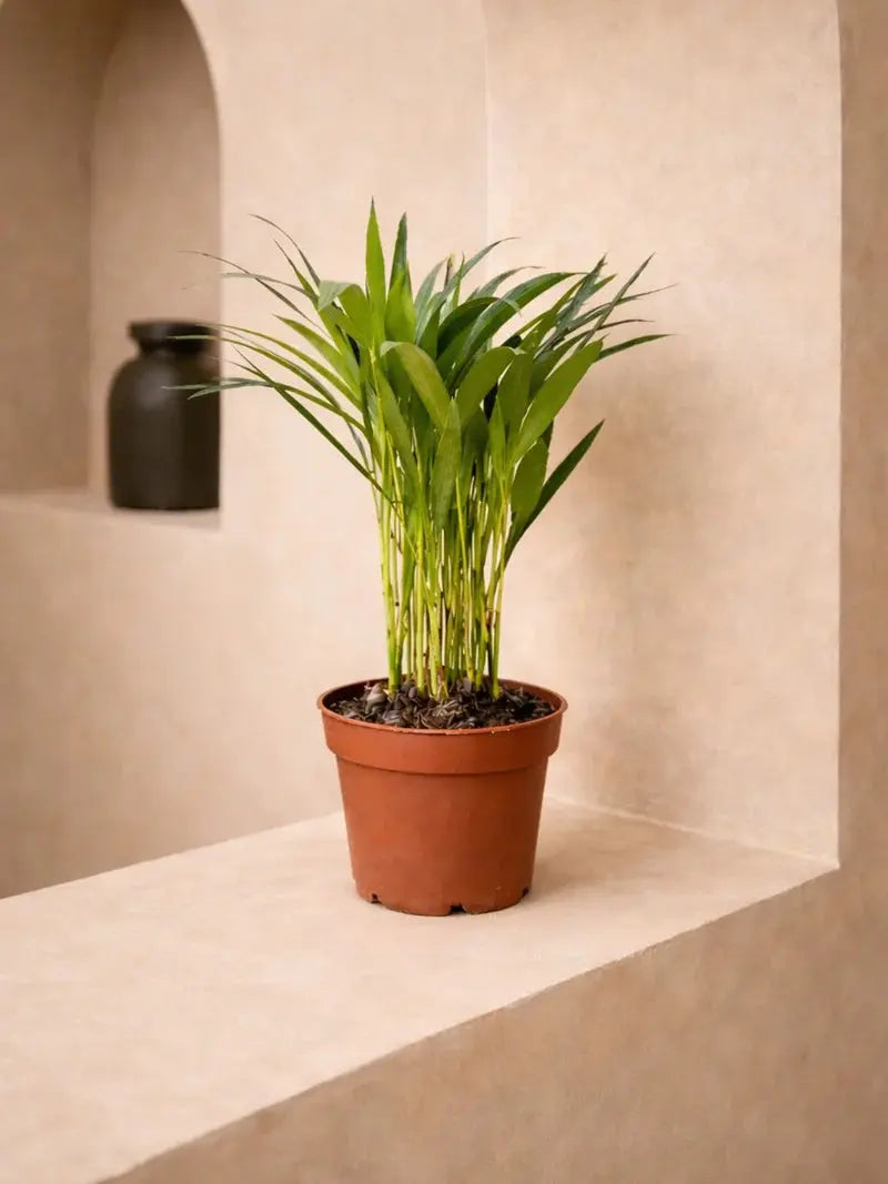 Areca Palm iPlants