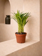 Areca Palm iPlants